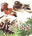怎样画鸳鸯、鸳鸯写意画法