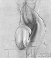 素描身体结构练习作品欣赏