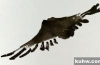 燕子的简易画法和构图参考