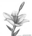 素描百合的绘画教程