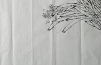 墨鲤鱼和水仙的画法