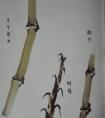 《芥子园》枝干竹枝画法