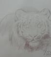 彩铅画动物绘画步骤