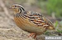 写意鹌鹑（竹鸡）画法