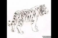 写意《听泉》老虎示范步骤