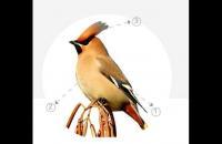 分步骤图解教你画太平鸟工笔画法