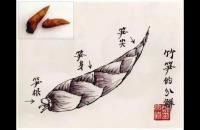 图文教程：写意竹笋画法