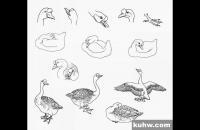 图文教程——鹅的写意画法