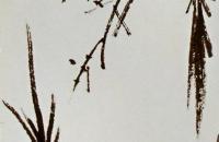 喜鹊的布局和喜鹊的画法