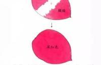 工笔花卉配色与花叶染法