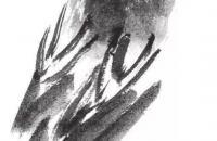 国画鹰的基本画法