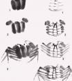 国画螃蟹的步骤画法
