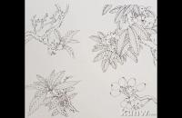 写意枇杷画法步骤