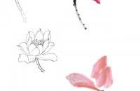 分步骤讲解荷花的画法