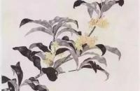 桂花简单的画法