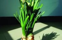 工笔水仙设色步骤