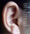 耳朵的结构解部图