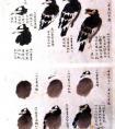 中国画八哥的画法