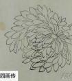 国画写意菊花画法 画花头方法2