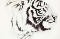 老虎画法-陈家明画虎