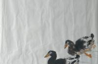 中华绿鸭和白芙蓉的画法