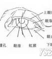 素描人物基础教程头像画法图解-眼睛画法图文讲解