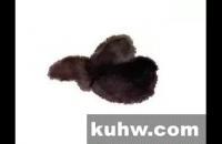 写意小鸡小鸭画法