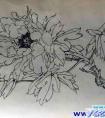 牡丹白描写生
