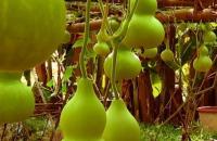 国画写意葫芦画法