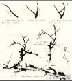 梅花梅枝画法