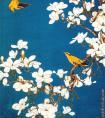 于非【玉兰黄鹂】作品