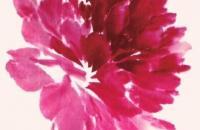 分步骤讲解牡丹创作画法