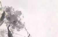 写意《芦塘翠鸟》示范步骤