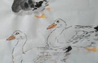 鸭子与荷花的画法