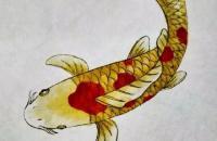 锦鲤鱼画法步骤