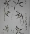 芥子园 兰花――花的画法