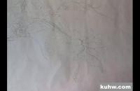 黄瓜工笔《园趣》画法步骤示范