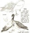张继罄写意鸟的画法----野鸭、丹顶鹤、竹鸡