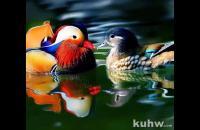 三种吉祥鸟(翠鸟,喜鹊,鸳鸯)的画法