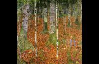 古斯塔夫·克里姆特-1903年桦木林