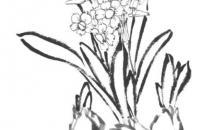 水仙花画法教程
