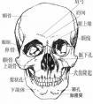 头部骨骼结构和名称系列教程