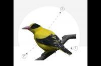 分步骤图解教你画黄鹂鸟工笔画法