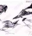 国画喜鹊水墨画法