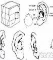素描人物基础教程头像画法图解-耳朵画法图文讲解
