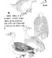 多种鸟类画谱（上）