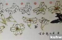 花鸟画百合花的画法