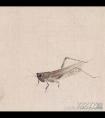 齐白石《蚱蜢》画法