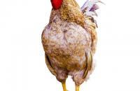 正面行走形态下的国画写意母鸡画法