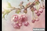 工笔樱花详细图文教程